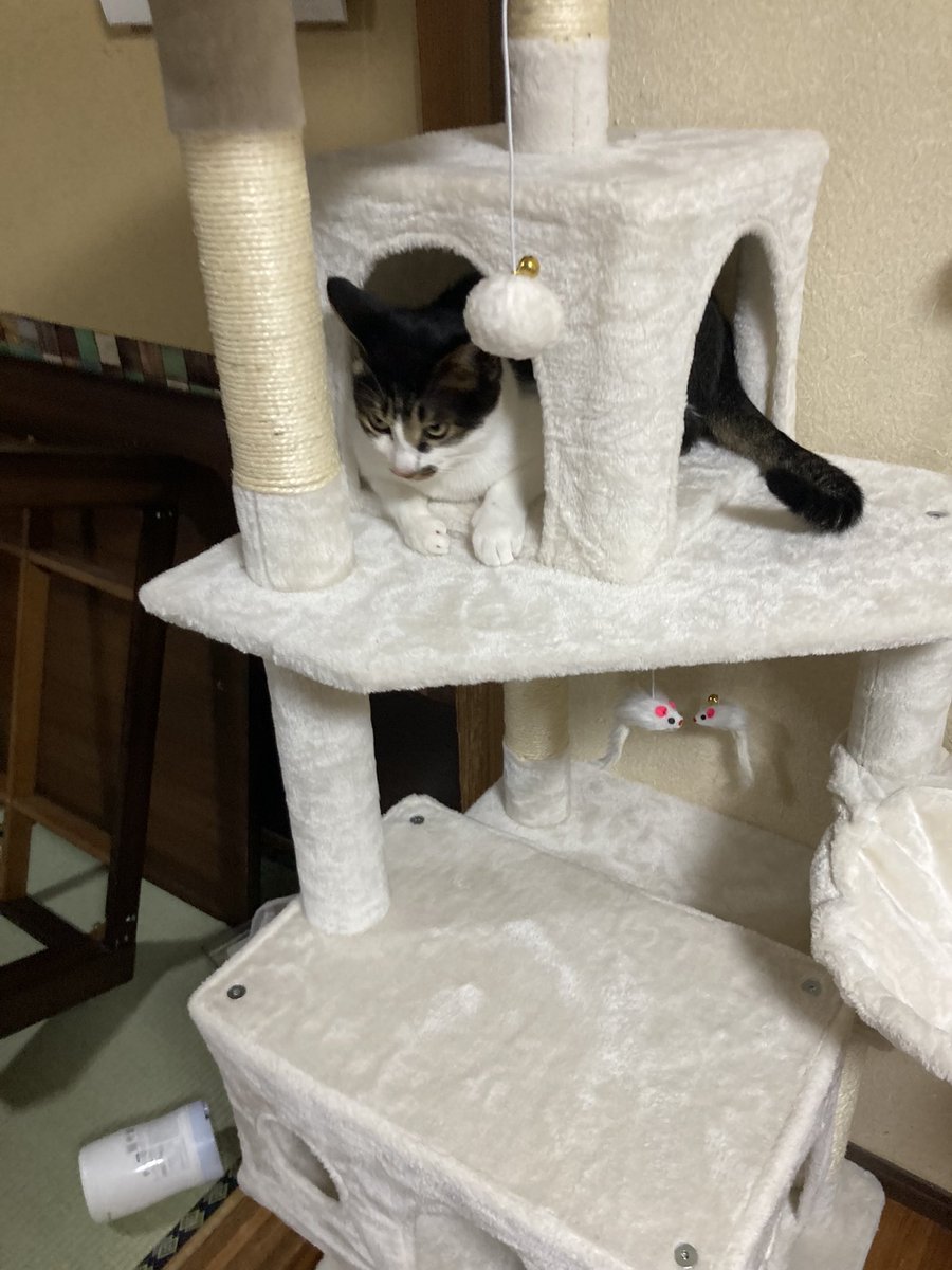 5hnvq's tweet photo. キャットタワー買って組んだら早速遊んでて嬉しい https://t.co/XwVPa70HPe