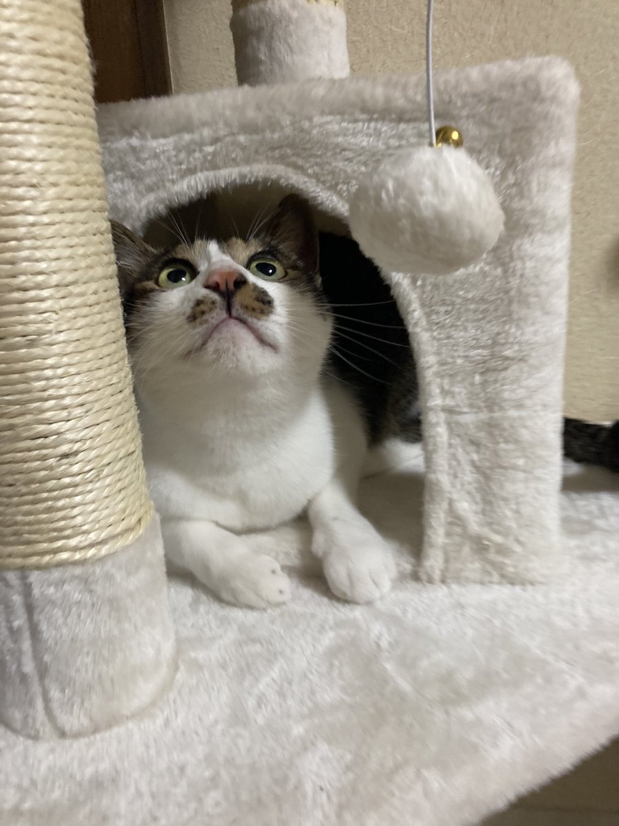 5hnvq's tweet photo. キャットタワー買って組んだら早速遊んでて嬉しい https://t.co/XwVPa70HPe