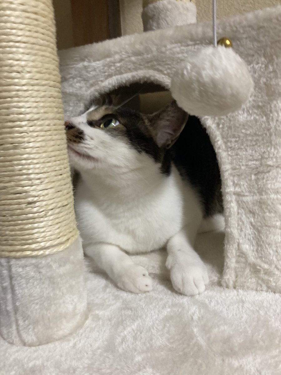 5hnvq's tweet photo. キャットタワー買って組んだら早速遊んでて嬉しい https://t.co/XwVPa70HPe