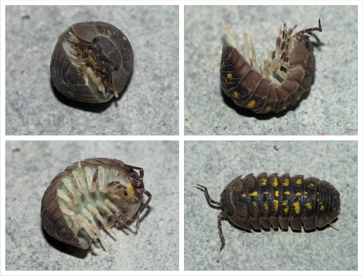 Today I learned that Pill bugs are not actually insects

They’re tiny land-dwelling crustaceans related to shrimp and lobsters. They breathe through specialized