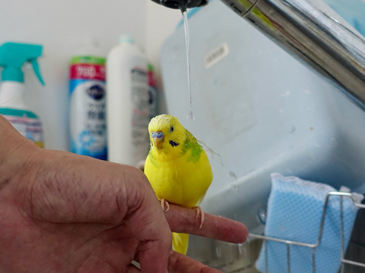 sekiseihouse's tweet photo. 【4194】記憶の欠片か塵なのか | セキセイハウス☆セキセイインコの住む家の日々
https://t.co/mnxl1N8ezT
#Amebaブログ #アメブロ #セキセイインコ https://t.co/tOAauSuQOz