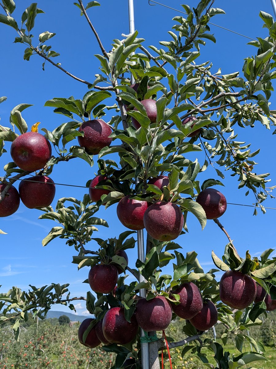 kym_ringo's tweet photo. 秋映🍎
今年はさび果(果面のざらつき）がいつもの年より少ない感じでほっとしてます

ほんと!秋の青空に映えますわぁ～
収穫までもう少しです https://t.co/JUCpHifeLd