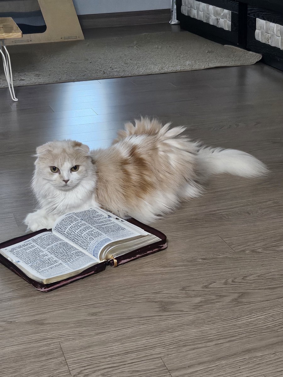 Mint_thecat's tweet photo. 성...묘. https://t.co/l3OzrwXjHj