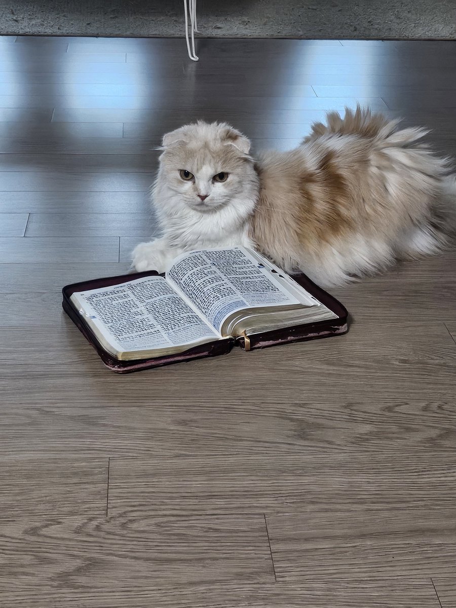 Mint_thecat's tweet photo. 성...묘. https://t.co/l3OzrwXjHj