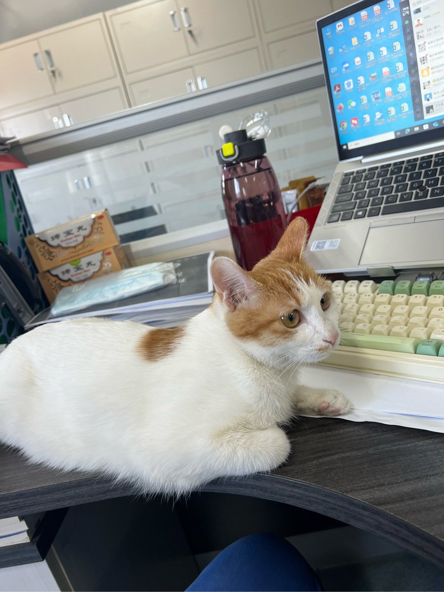 EricaPruetg7mo's tweet photo. My group project teammate brought their cat to today’s library work session. Half our meeting was spent arguing over who got to pet the tiny nap monster. No notes got written, but we now have three new profile pics with a fluffy guest star. https://t.co/jTMkNvfA4X