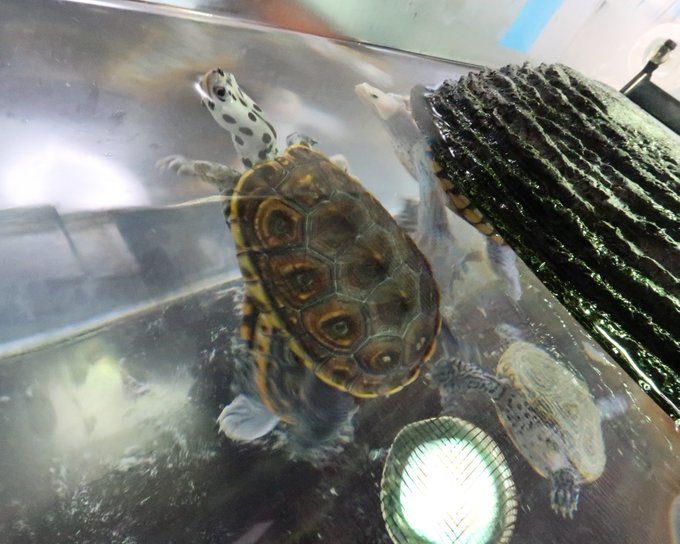 A small turtle with a patterned brown shell swimming in an aquarium tank alongside other turtles, with a decorative green textured ornament visible.
