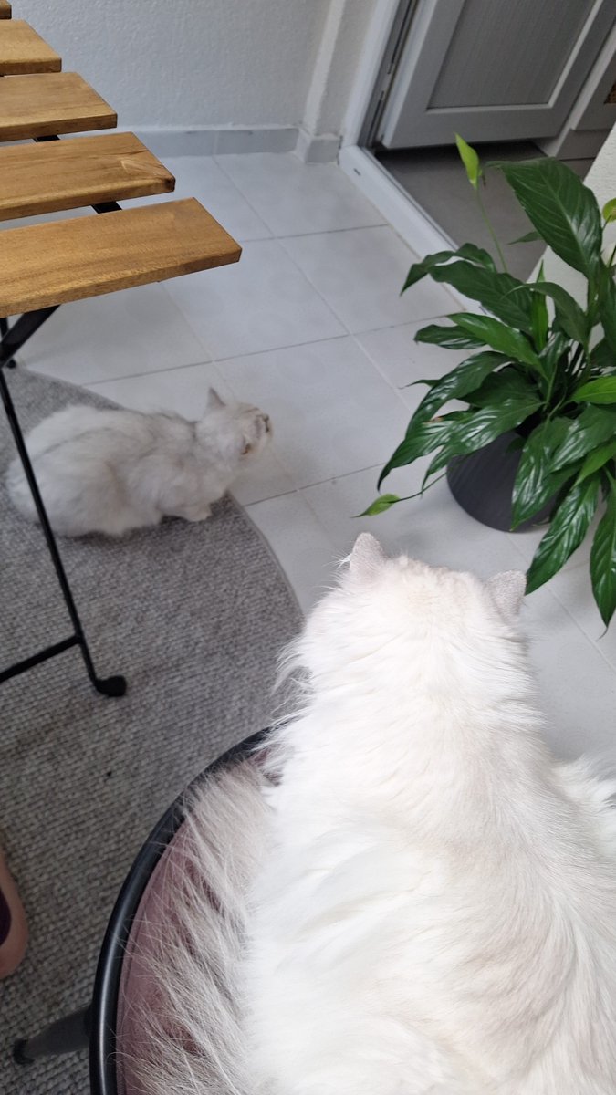 gardemix's tweet photo. @Valtiell6 25 kurus veririm üstüne  al ikisini de https://t.co/nsUVGSWasA