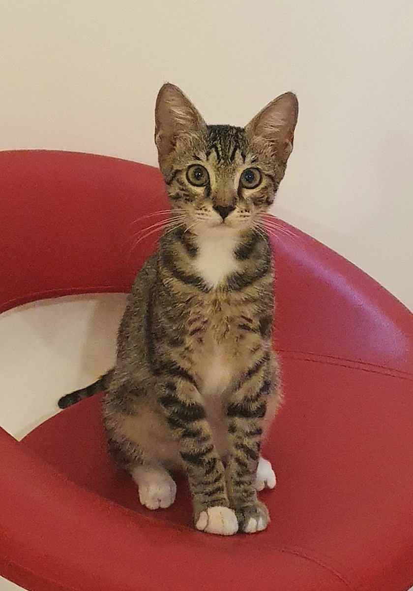 Samanehlashgari's tweet photo. دختر قهرمانم یه سوسک بزرگ کشته😻اگه نبود من باید وسایلمو جمع میکردم میرفتم تا یه نفر بیاد این کثافتو بکشه. https://t.co/nnbk1Uc2dY