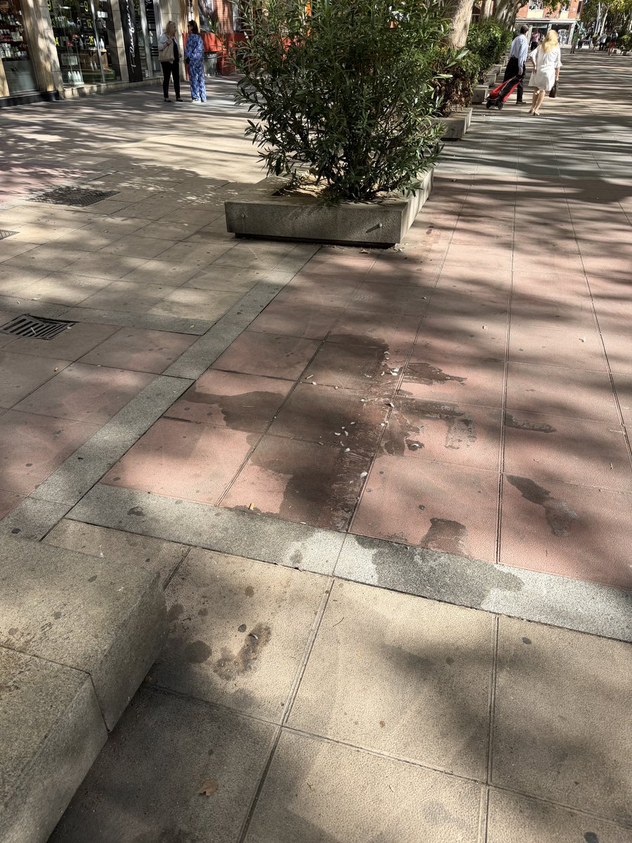 VAabandonada's tweet photo. Este es el estado del paseo de Zorrilla 12 días después del final de las fiestas
#Valladolid #VAabandonada https://t.co/Ee9H68Mm34
