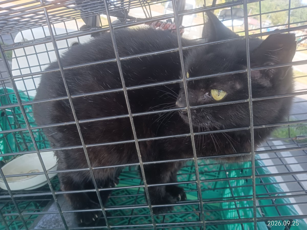maemoushiromo's tweet photo. 家人が役場の害獣用捕獲器を借りて捕獲してくれていた。

良かった。良かったよ。

見た目より痩せてて3キロ無かった。
次の冬は越せなかっただろう。

長い間待たせてごめん。

これからはゆっくり過ごそうね。

病院で隔離入院をまずお願いしました。

活動の医療費のご協力をお願い致します。 https://t.co/83Ew7XBraj
