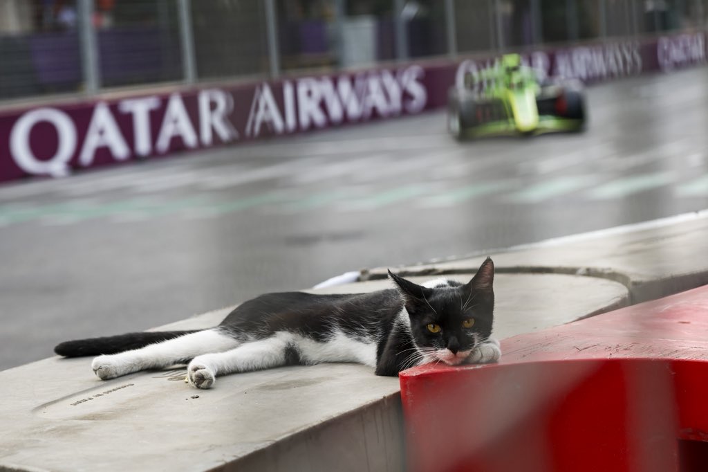 boniphoto_'s tweet photo. Baku cat enjoying race action from track side 😼🏎️ | 📷 Xavi Bonilla / DPPI | #boniphoto https://t.co/3hVHDo9k5I