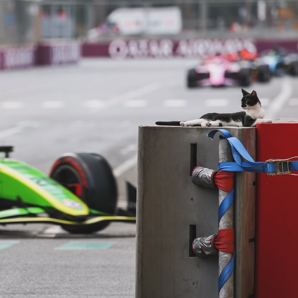 boniphoto_'s tweet photo. Baku cat enjoying race action from track side 😼🏎️ | 📷 Xavi Bonilla / DPPI | #boniphoto https://t.co/3hVHDo9k5I