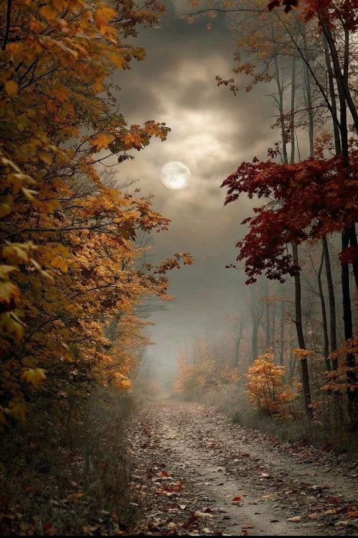 Leonor08159041's tweet photo. Happy Friday 🍁🍂🫶 https://t.co/FWtFTmaEri