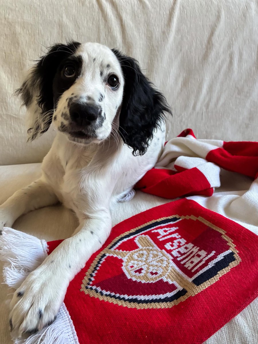 EleonorBrec2mr's tweet photo. First game of the season for @arsenalwfc today, and their newest fan is ready. COYG! https://t.co/AvQAFPTS9s