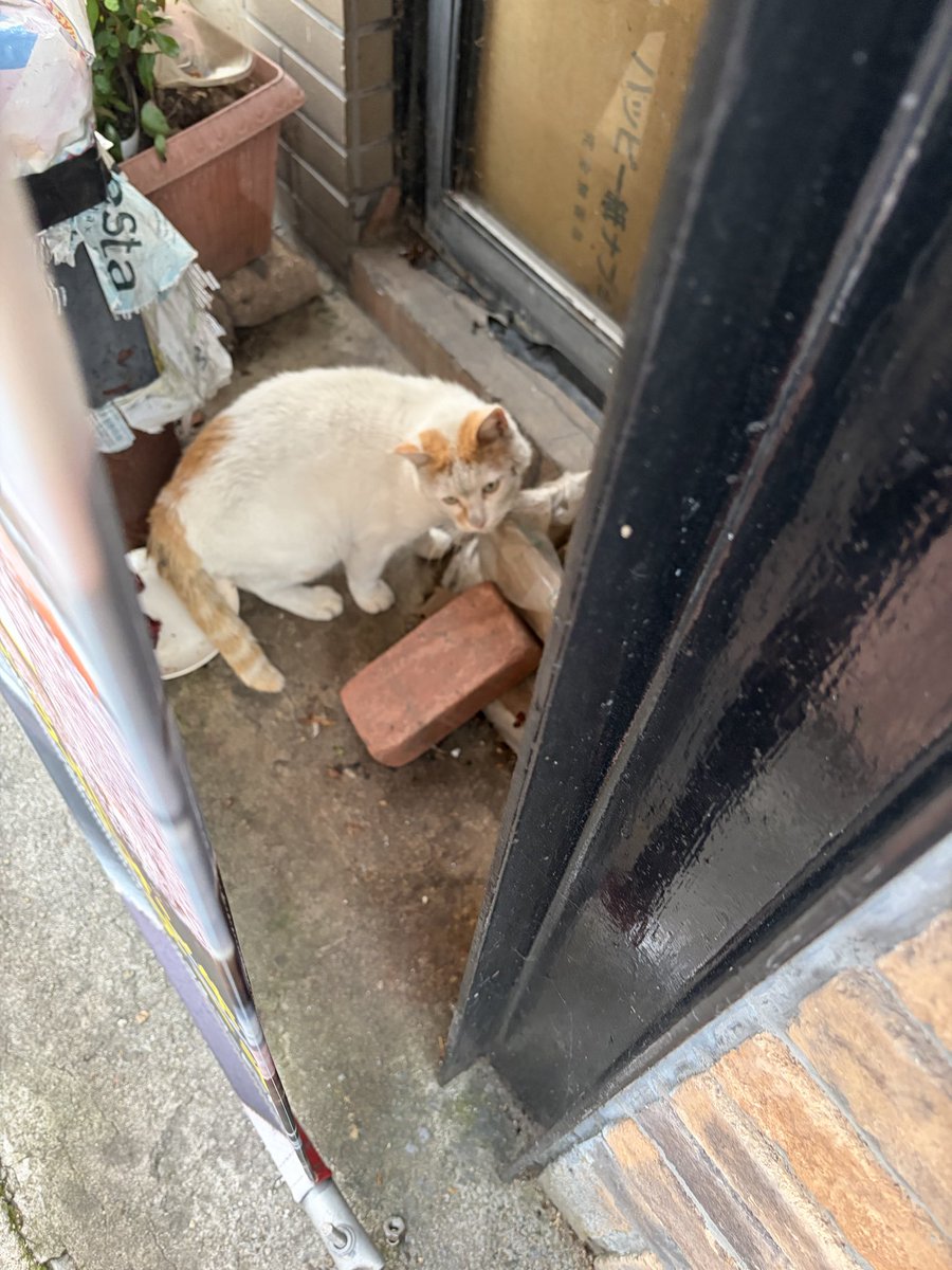 riihayuha's tweet photo. 某ステーキ屋さんの
広告旗がお家がわりの猫ちゃん発見💡
ダンボールハウスとご飯もあって
雨風避けになり、しかもいつも美味しそうな
お肉の匂いがして、いいお家☺️ https://t.co/gvZZEBc1Gm