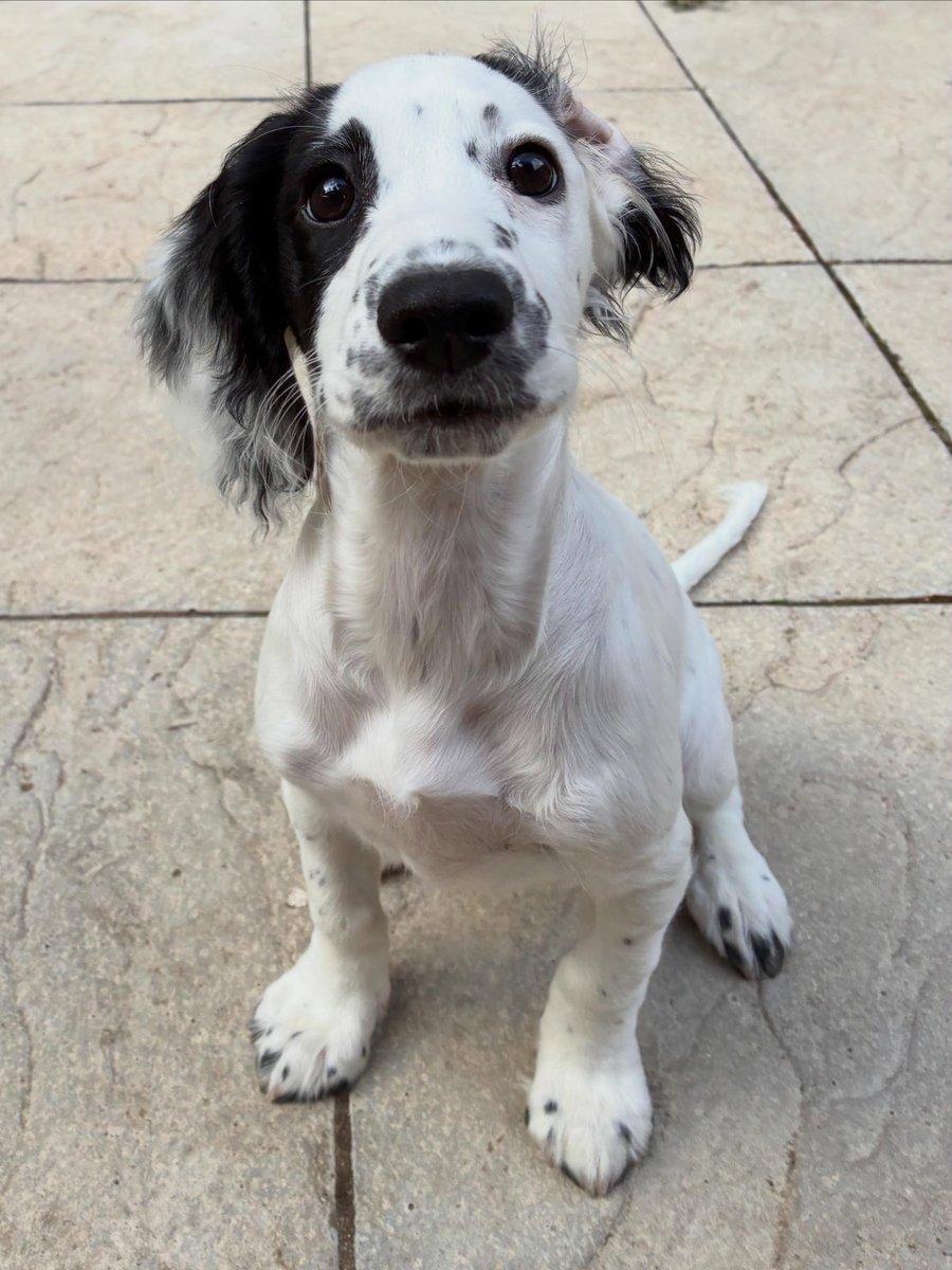 EleonorBrec2mr's tweet photo. Current status: suspiciously good girl 
Forecast: chaos pending 
Ears: doing their best 

Happy weekend, friends! https://t.co/SDYABH8Spa