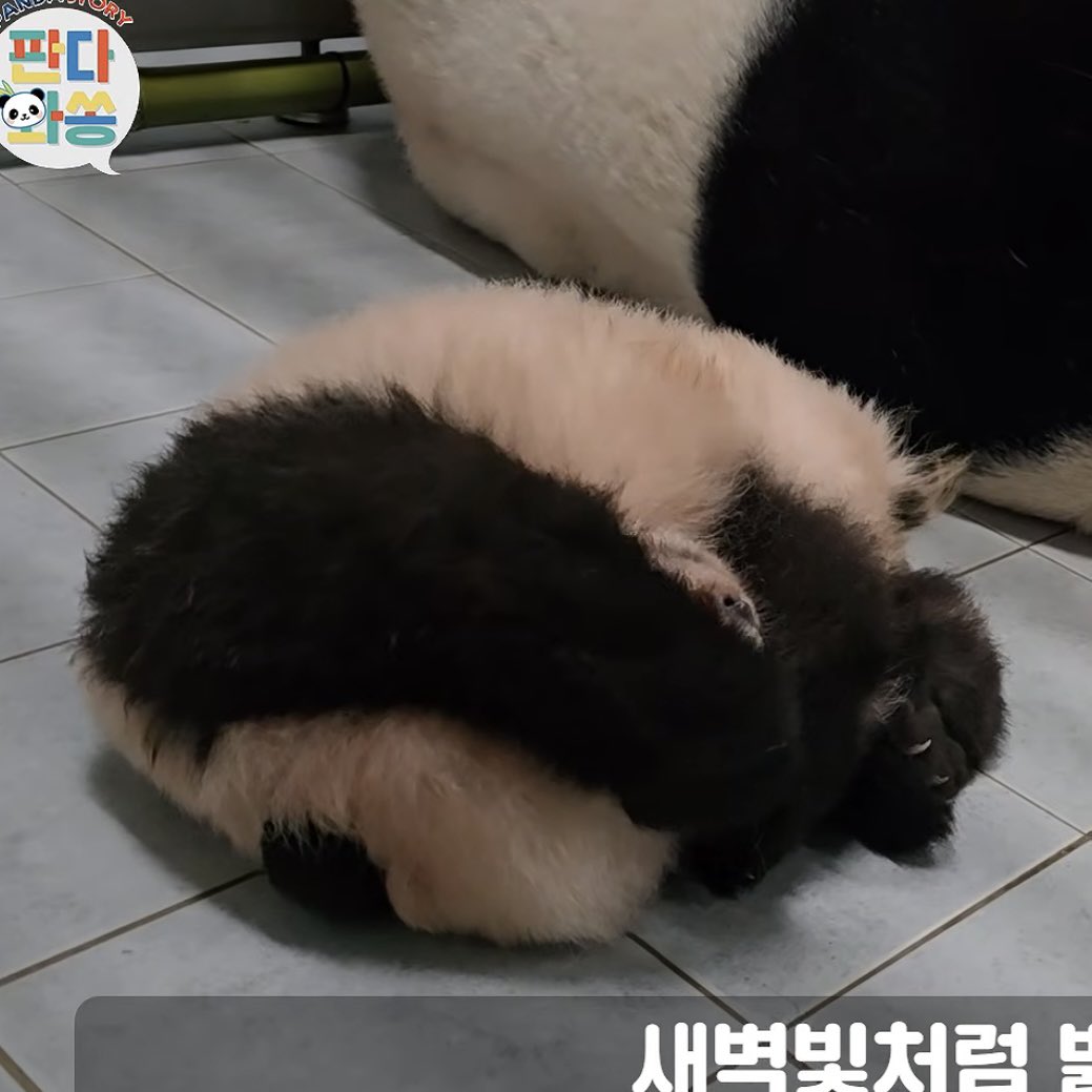 woafu7's tweet photo. 동그리 아기 송편 https://t.co/QzMeGGZ12Z