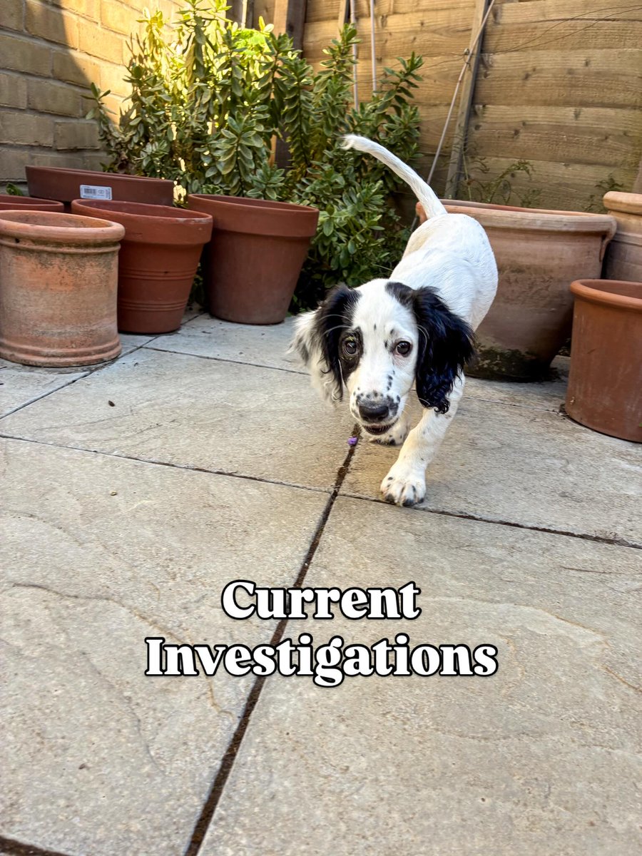 EleonorBrec2mr's tweet photo. Current Investigations https://t.co/HqJvJXeNzJ