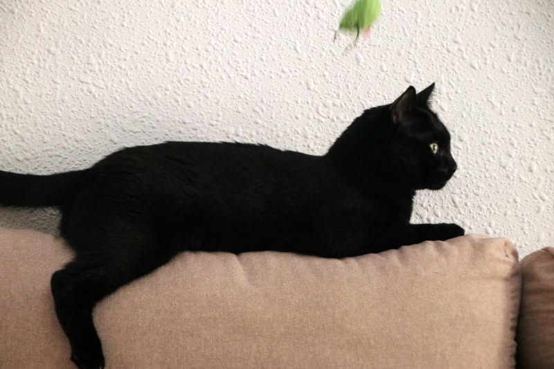 AdopFelinasVLC's tweet photo. #BONGO tiene una forma muy "peculiar" de tumbarse en el sofá...😜
#LovePanteritas💕
https://t.co/7gtKuiwpKh https://t.co/YFhzGviQqj