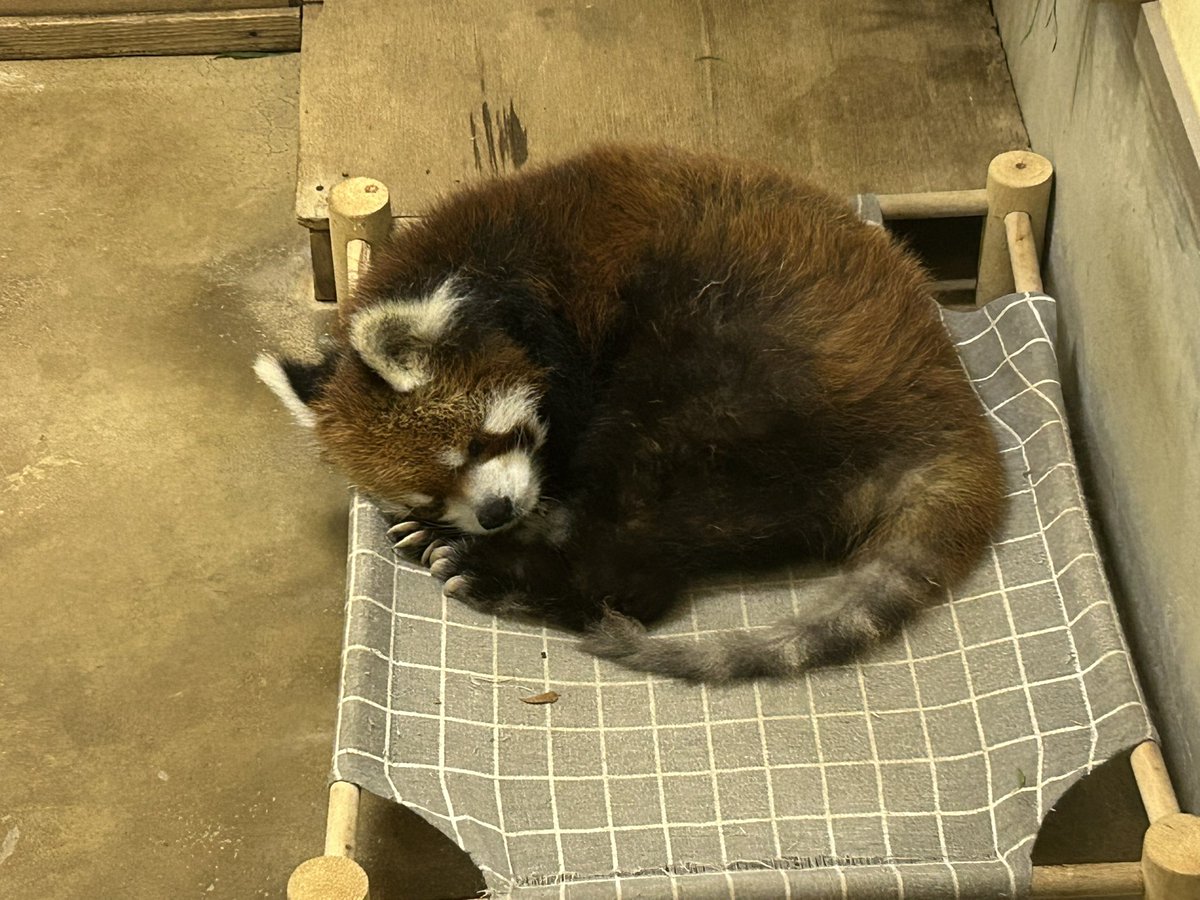 ChibaZoo's tweet photo. 今日は久しぶり1日外に出ていた風太。収容後はご飯をしっかり食べて、スヤスヤと眠っています。お疲れ様！（飼1）
#千葉市動物公園
#レッサーパンダ
#風太 https://t.co/TtDBoq6P2L