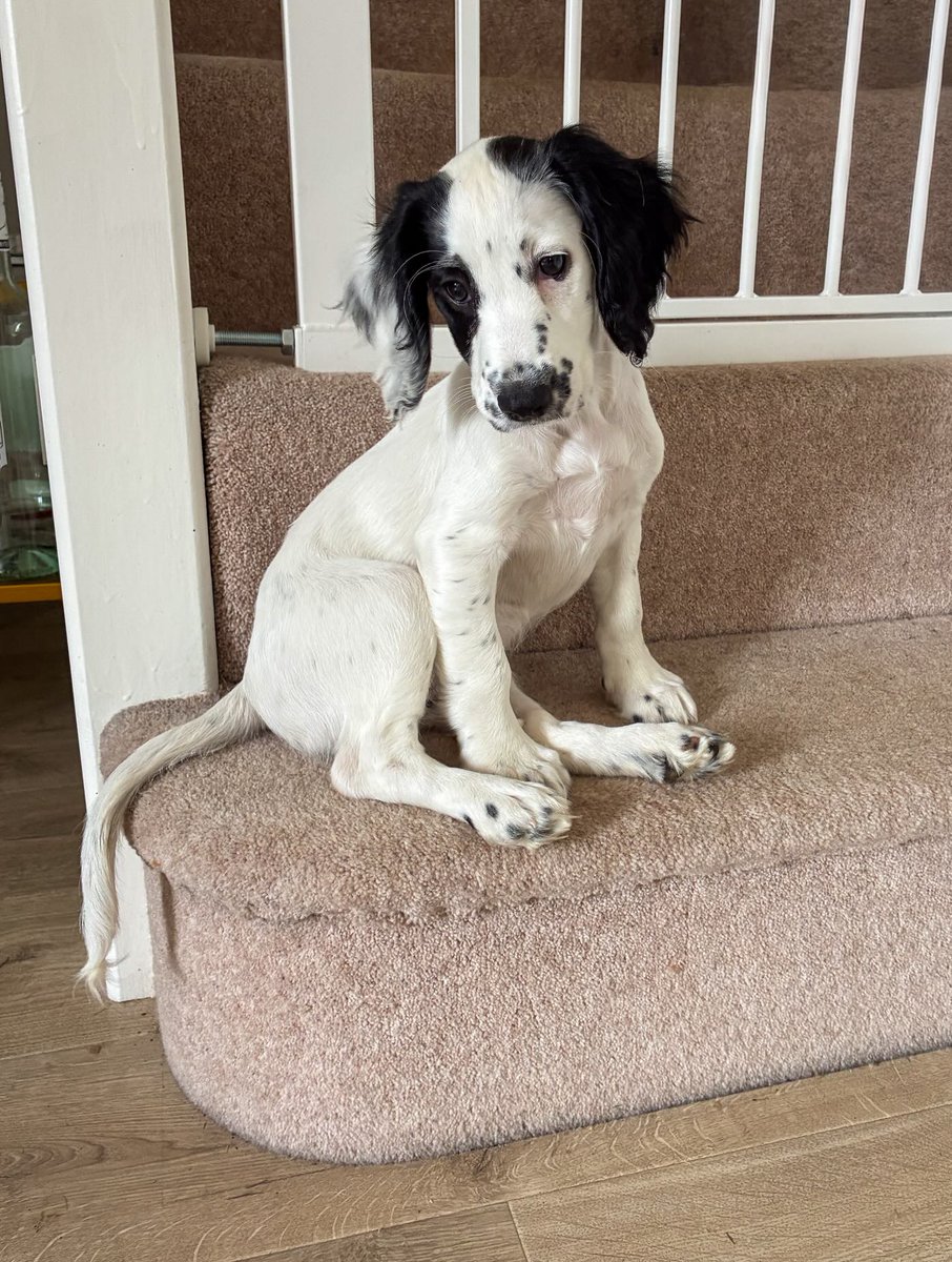 EleonorBrec2mr's tweet photo. Not so tiny a recruit, but still pretty tiny. More missions and mischief with @skye. spaniel_ https://t.co/ucBRz8choN