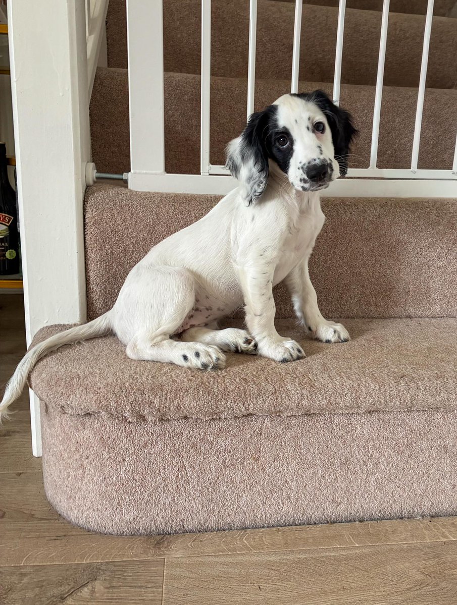 EleonorBrec2mr's tweet photo. Not so tiny a recruit, but still pretty tiny. More missions and mischief with @skye. spaniel_ https://t.co/ucBRz8choN