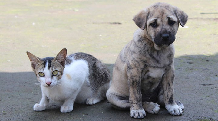 sputnik_TR's tweet photo. ⚡️ Erzurum'da sokak hayvanlarını beslemek yasakladı

🐶🐈 Mahalle mahalle denetim yapılacak: Sokaktaki bir hayvana yiyecek ve su vermenin yasaklanması tartışma yarattı https://t.co/cOVUzSBg8n