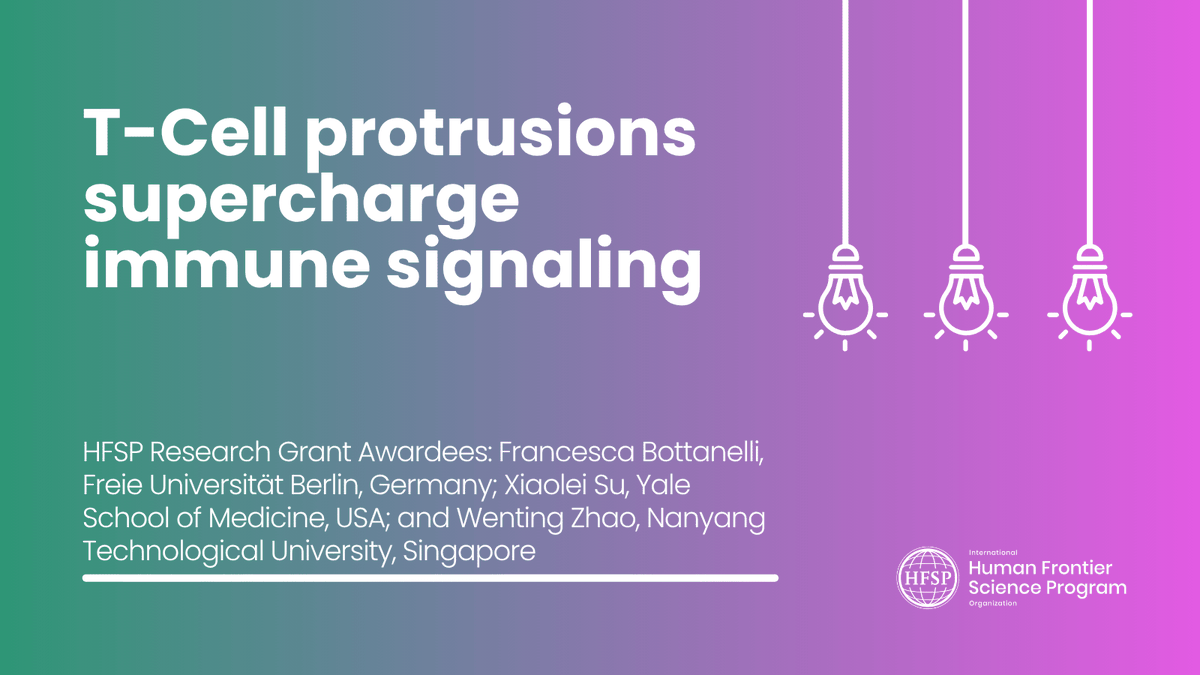 HFSP's tweet photo. How do T cells kick-start immune signaling? 🔬

#HFSP researchers found that tiny surface protrusions rapidly form close contacts with target cells, helping receptors cluster and trigger signaling. 

📑Read the story: https://t.co/x6wVcWGTKo

#Immunology #CellBiology https://t.co/BlOndqKMah