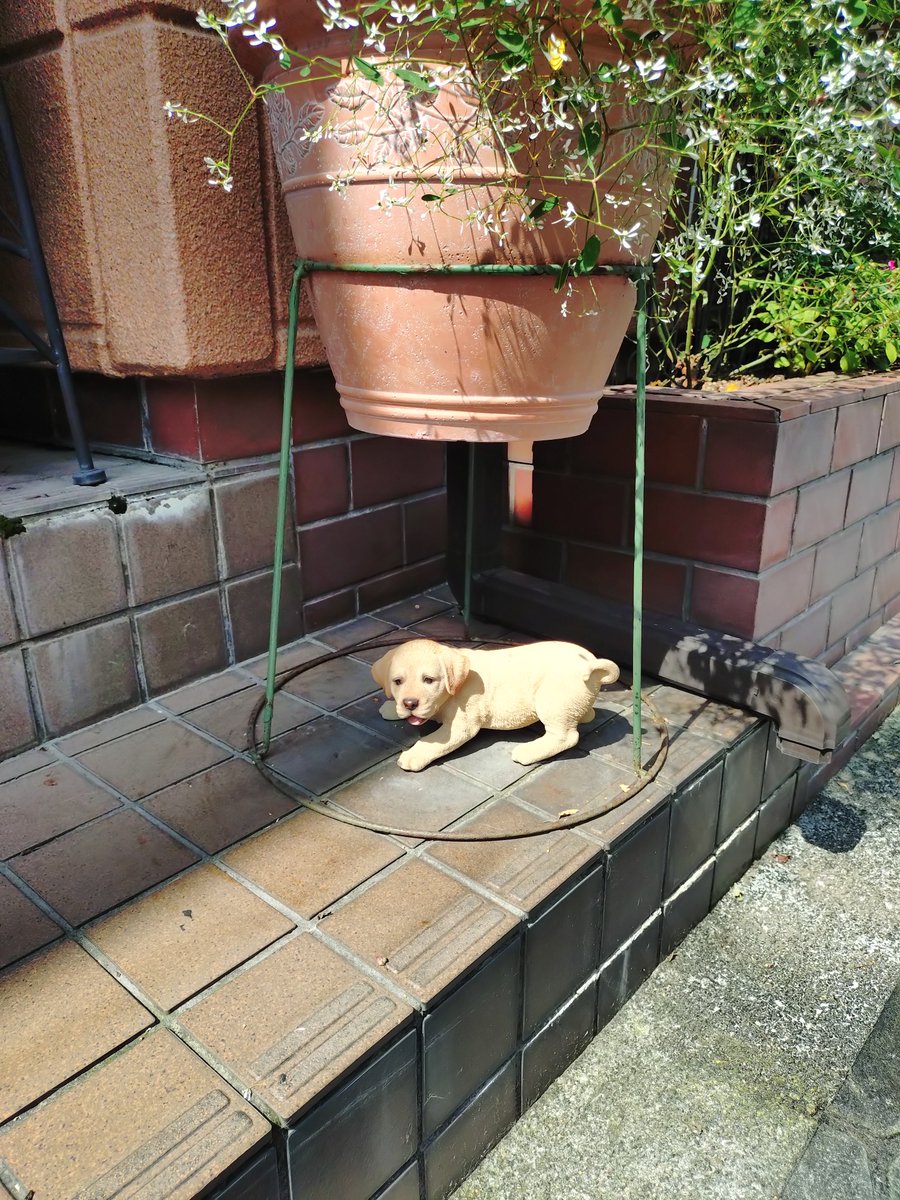 BackXanax's tweet photo. 今日は久しぶりに秩父に行きました。来月の龍勢祭の下見も兼ねて色々気になる場合に行ってきました。今日はココちゃんには会えませんでした💦 https://t.co/kvApIWdEHf