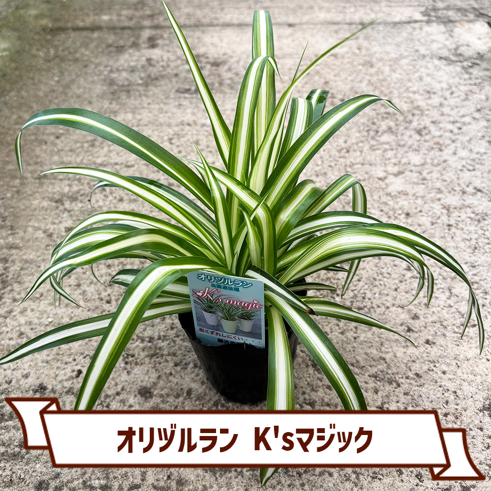 CoItanse's tweet photo. 今週のおすすめ20選④🌱

■ソフォラ ドラゴンズゴールド3号
■オリヅルラン K'sマジック3号
■ゲオゲナンツス ペーピヒー3号
■ミニイチジク コナドリア9cm

まだまだございます📷 

詳しくはこちら▼ https://t.co/ngJFjX9EZa https://t.co/x54nwFraeE