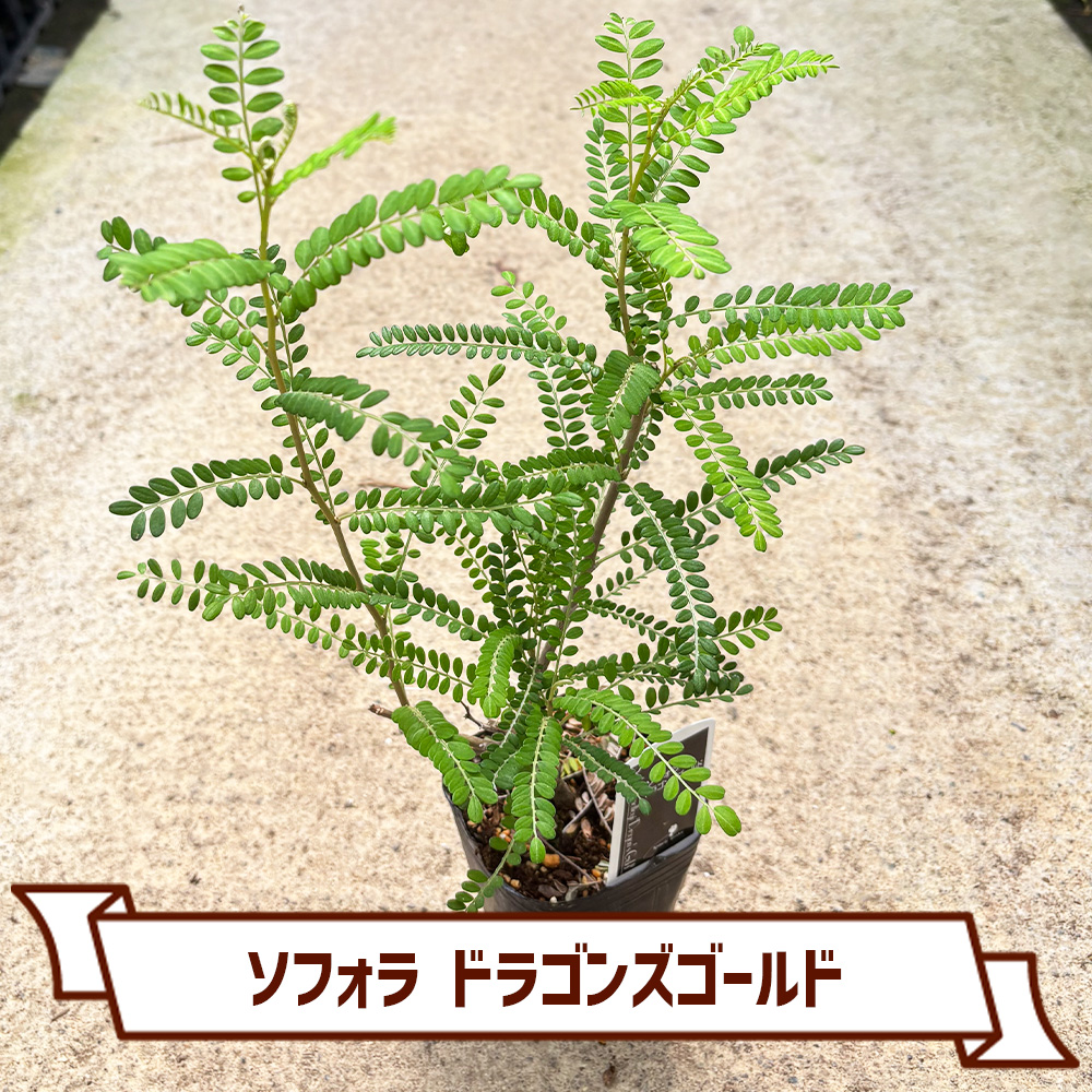 CoItanse's tweet photo. 今週のおすすめ20選④🌱

■ソフォラ ドラゴンズゴールド3号
■オリヅルラン K'sマジック3号
■ゲオゲナンツス ペーピヒー3号
■ミニイチジク コナドリア9cm

まだまだございます📷 

詳しくはこちら▼ https://t.co/ngJFjX9EZa https://t.co/x54nwFraeE