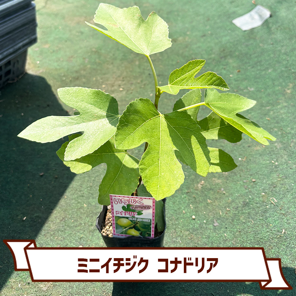 CoItanse's tweet photo. 今週のおすすめ20選④🌱

■ソフォラ ドラゴンズゴールド3号
■オリヅルラン K'sマジック3号
■ゲオゲナンツス ペーピヒー3号
■ミニイチジク コナドリア9cm

まだまだございます📷 

詳しくはこちら▼ https://t.co/ngJFjX9EZa https://t.co/x54nwFraeE