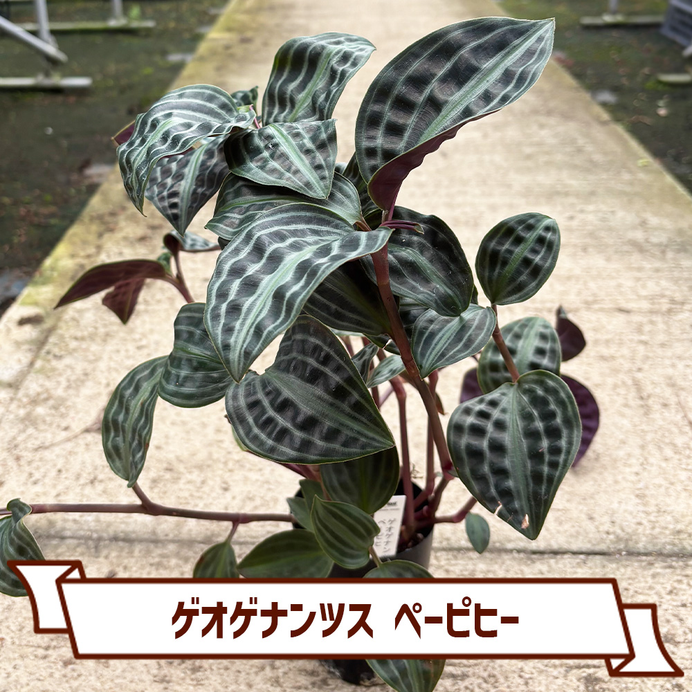 CoItanse's tweet photo. 今週のおすすめ20選④🌱

■ソフォラ ドラゴンズゴールド3号
■オリヅルラン K'sマジック3号
■ゲオゲナンツス ペーピヒー3号
■ミニイチジク コナドリア9cm

まだまだございます📷 

詳しくはこちら▼ https://t.co/ngJFjX9EZa https://t.co/x54nwFraeE