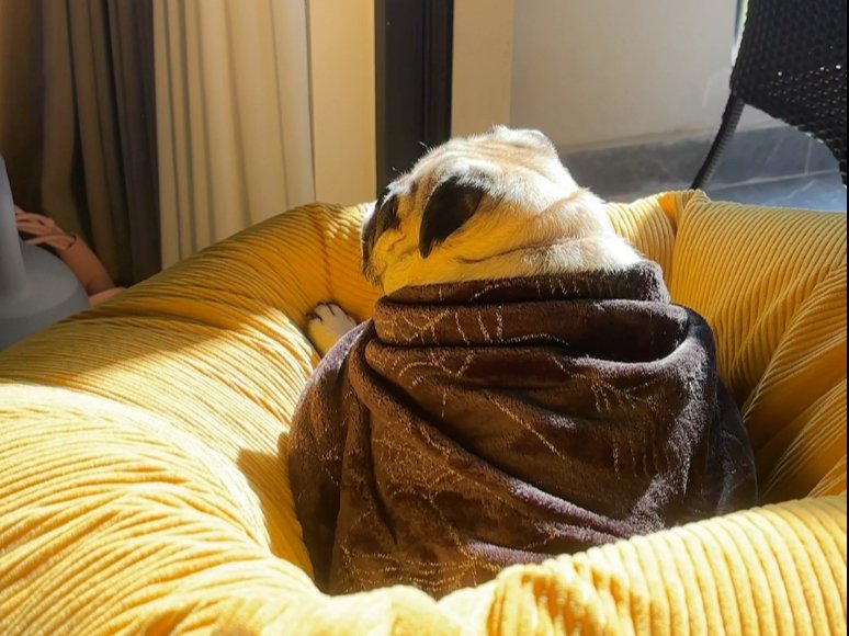 YangStepnoyri5's tweet photo. My pup curled up next to me on the couch after a long day—their warm presence makes every hard moment feel lighter, the best free comfort ever. https://t.co/4TQaq6wGdU