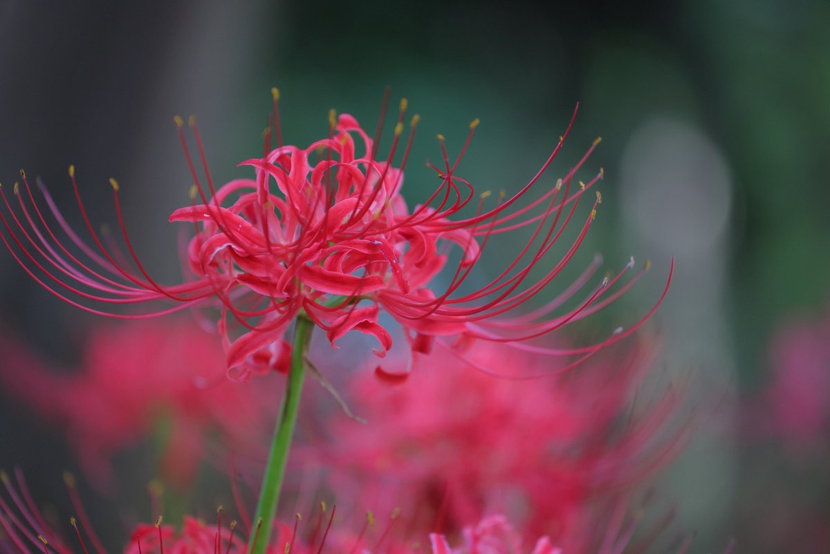 wataji_eos's tweet photo. めちゃくちゃ蚊に刺されて速攻離脱。

#彼岸花
#曼珠沙華
#弘経寺 https://t.co/1E1WWxXfFa
