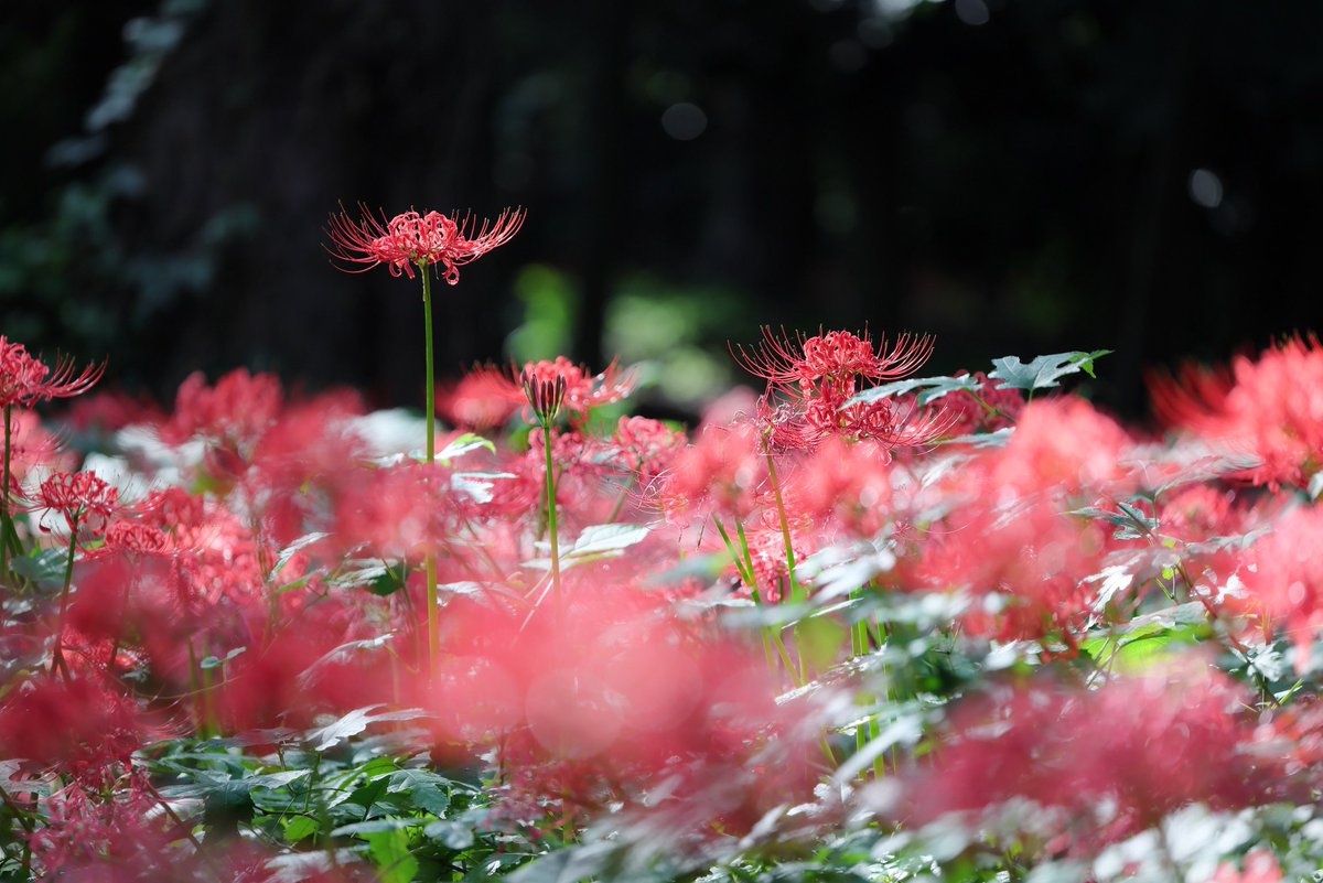 wataji_eos's tweet photo. めちゃくちゃ蚊に刺されて速攻離脱。

#彼岸花
#曼珠沙華
#弘経寺 https://t.co/1E1WWxXfFa