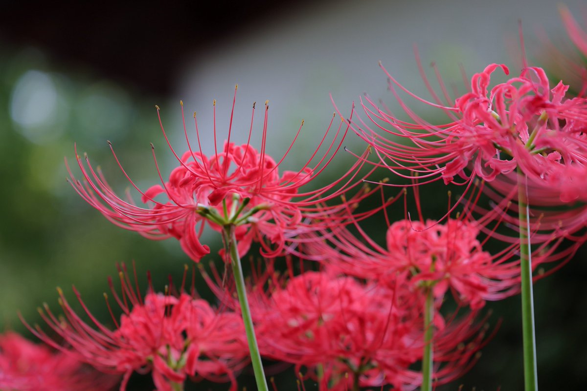 wataji_eos's tweet photo. めちゃくちゃ蚊に刺されて速攻離脱。

#彼岸花
#曼珠沙華
#弘経寺 https://t.co/1E1WWxXfFa