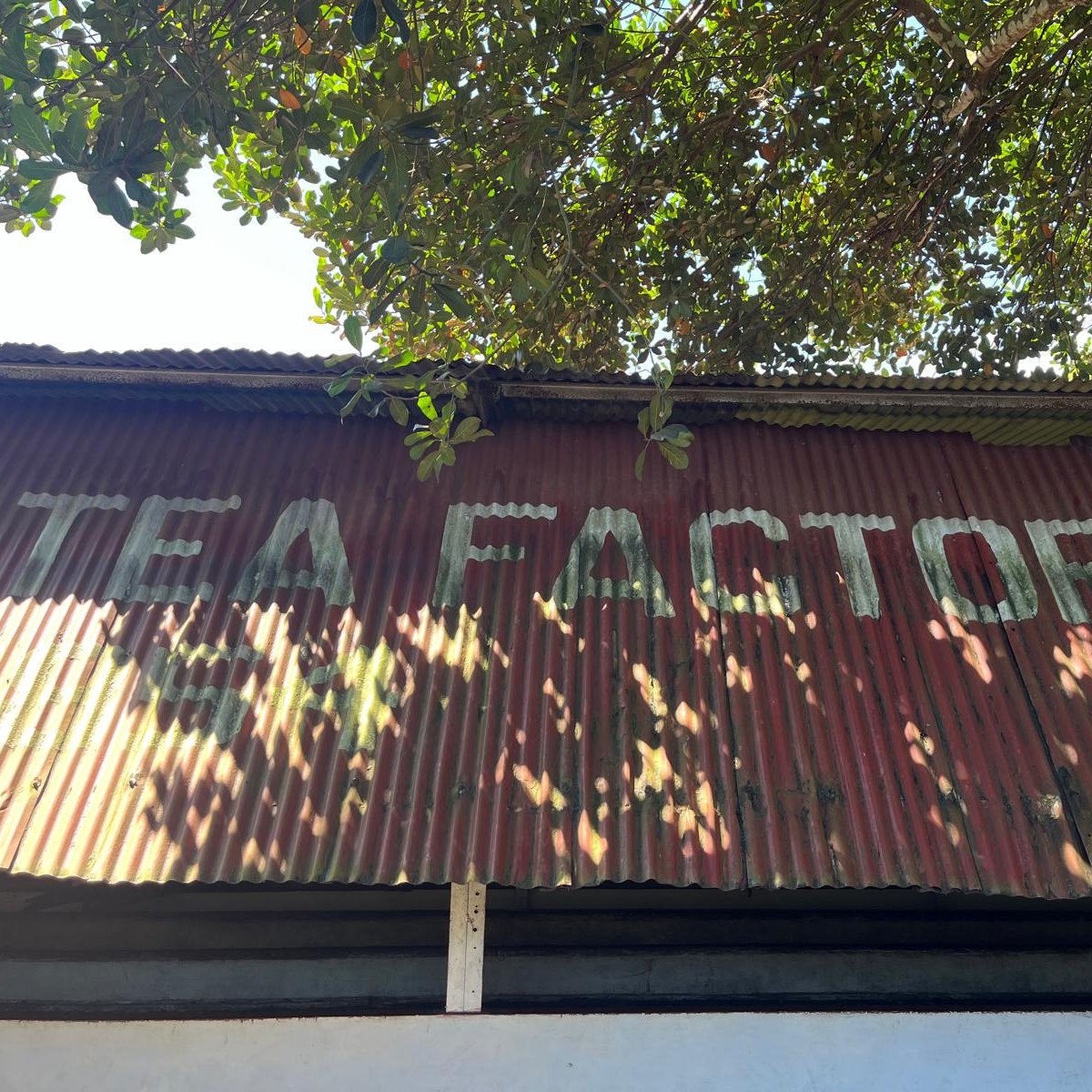 BarmyArmyTravel's tweet photo. Getting to know Bangladesh 🇧🇩

Our team have been exploring the country ahead of England’s Test tour in February 2027 - from visiting a local tea factory to checking out hotels, grounds and more.

Be the first to hear when packages go on sale ➡️ https://t.co/k6fIjp2K9L https://t.co/hDhpZACLCB