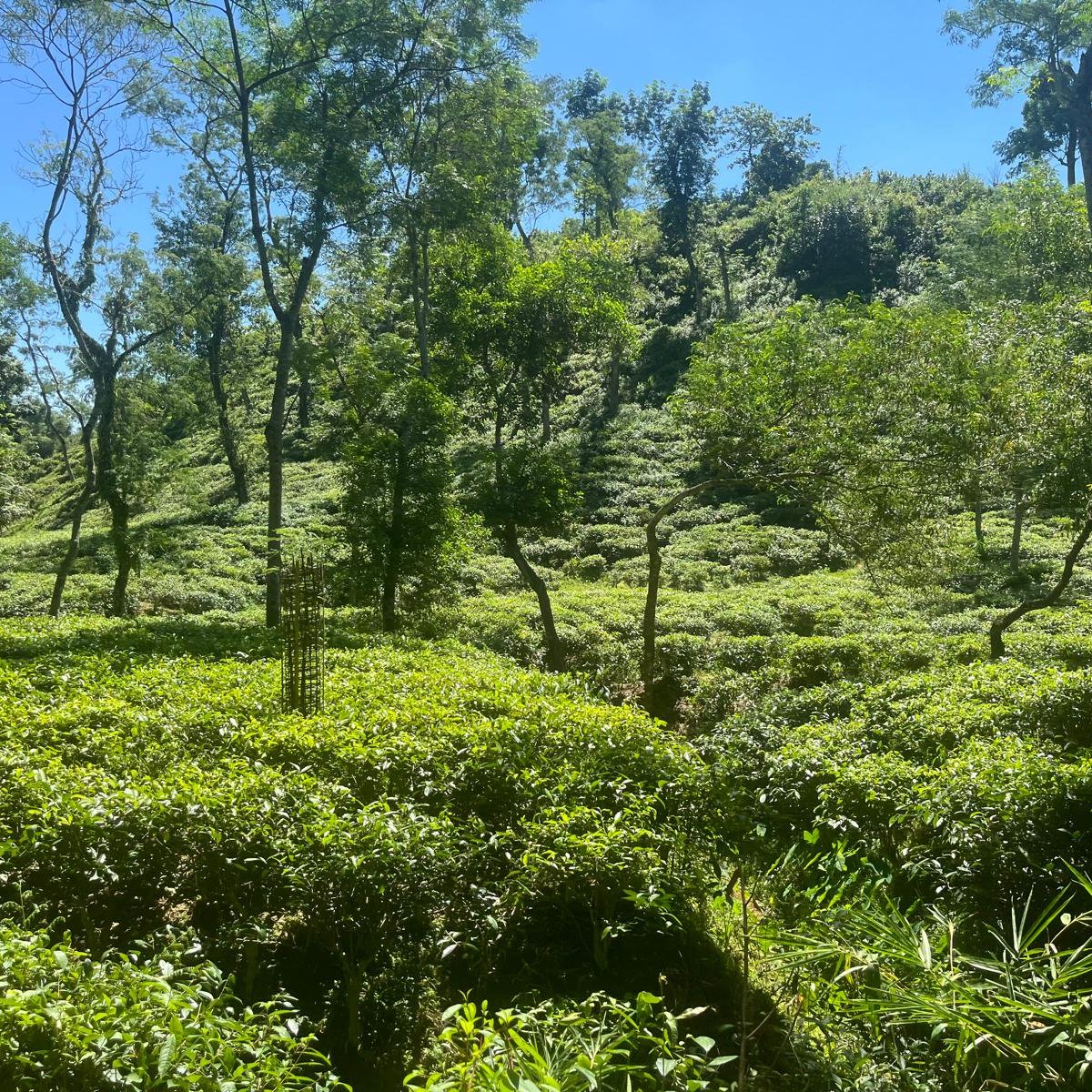 BarmyArmyTravel's tweet photo. Getting to know Bangladesh 🇧🇩

Our team have been exploring the country ahead of England’s Test tour in February 2027 - from visiting a local tea factory to checking out hotels, grounds and more.

Be the first to hear when packages go on sale ➡️ https://t.co/k6fIjp2K9L https://t.co/hDhpZACLCB