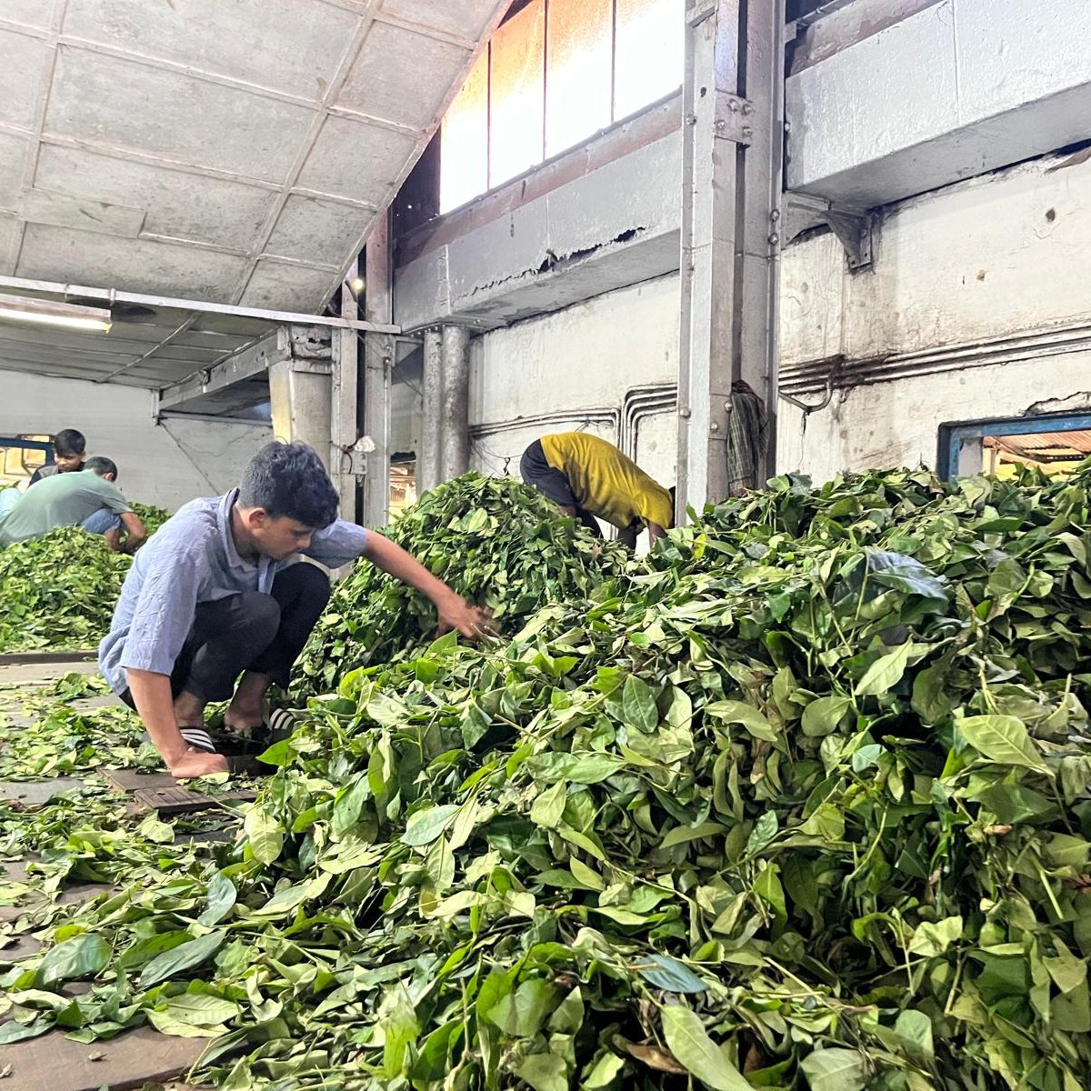 BarmyArmyTravel's tweet photo. Getting to know Bangladesh 🇧🇩

Our team have been exploring the country ahead of England’s Test tour in February 2027 - from visiting a local tea factory to checking out hotels, grounds and more.

Be the first to hear when packages go on sale ➡️ https://t.co/k6fIjp2K9L https://t.co/hDhpZACLCB