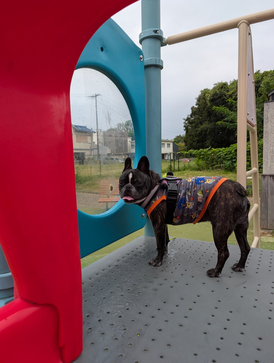 kaima0625's tweet photo. ハジメマシテの公園を見つけたから遊んできたよ🐾

#フレンチブルドッグ とらまる https://t.co/H4hjuaWjxy