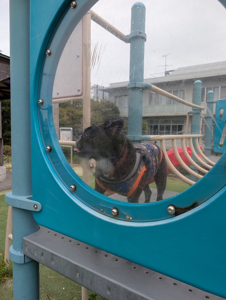 kaima0625's tweet photo. ハジメマシテの公園を見つけたから遊んできたよ🐾

#フレンチブルドッグ とらまる https://t.co/H4hjuaWjxy