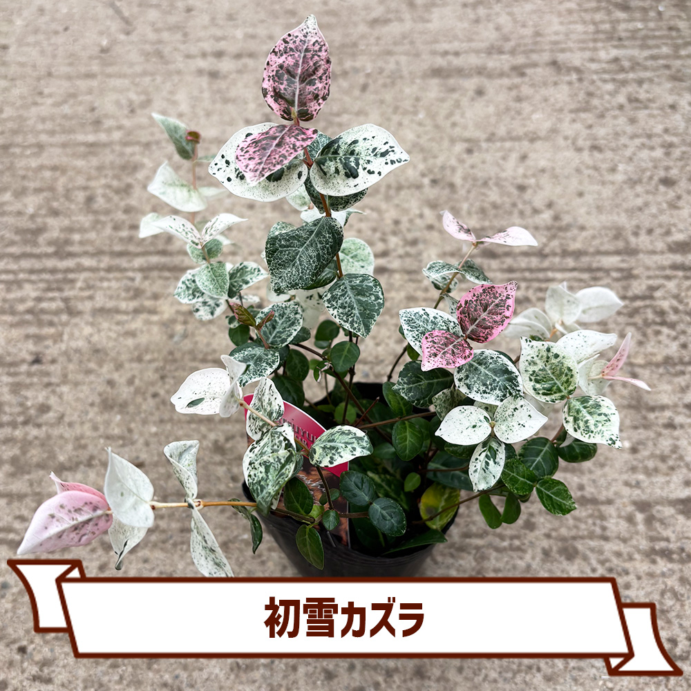 CoItanse's tweet photo. 今週のおすすめ20選①🌱

■初雪カズラ3号
■ヒューケラDスウィートプリンセス9cm
■モクビャッコウ 3号
■ヒューケラDアップルシブースト9cm

まだまだございます📷 

詳しくはこちら▼ https://t.co/ngJFjXacOI https://t.co/JSMZorwhCm