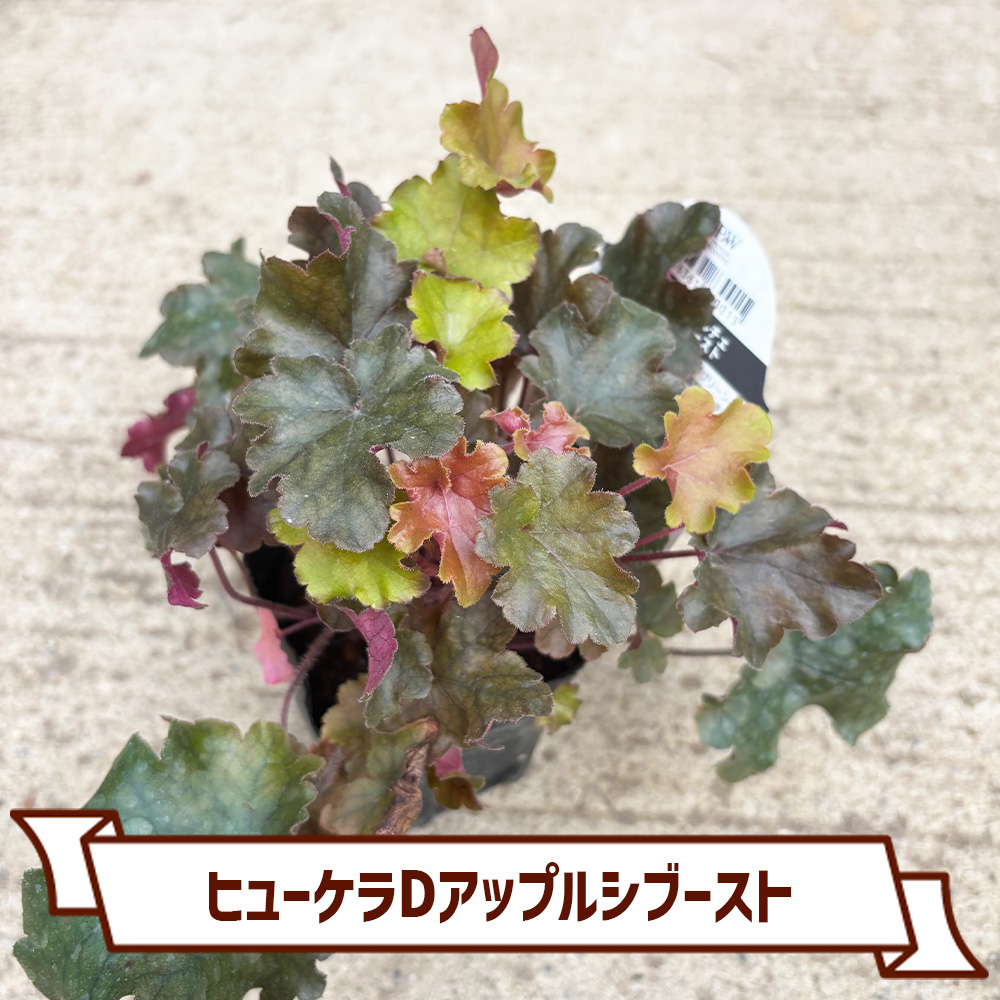 CoItanse's tweet photo. 今週のおすすめ20選①🌱

■初雪カズラ3号
■ヒューケラDスウィートプリンセス9cm
■モクビャッコウ 3号
■ヒューケラDアップルシブースト9cm

まだまだございます📷 

詳しくはこちら▼ https://t.co/ngJFjXacOI https://t.co/JSMZorwhCm