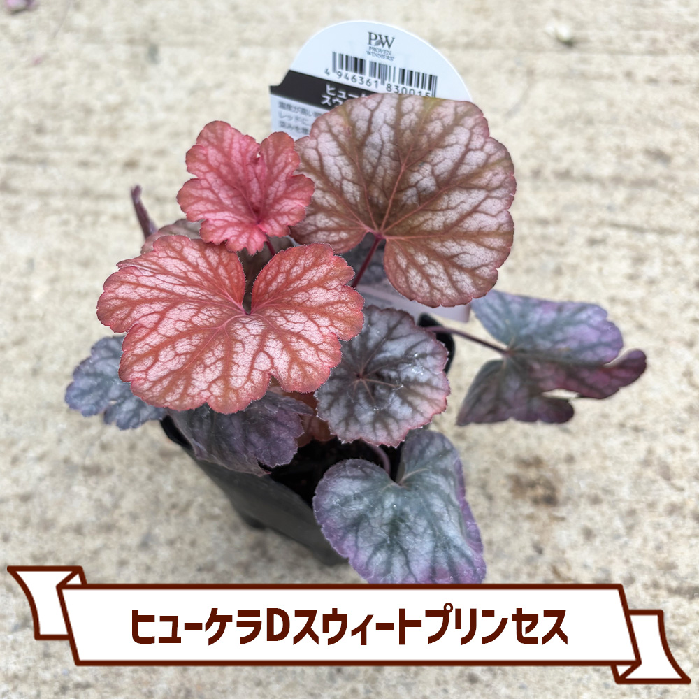 CoItanse's tweet photo. 今週のおすすめ20選①🌱

■初雪カズラ3号
■ヒューケラDスウィートプリンセス9cm
■モクビャッコウ 3号
■ヒューケラDアップルシブースト9cm

まだまだございます📷 

詳しくはこちら▼ https://t.co/ngJFjXacOI https://t.co/JSMZorwhCm