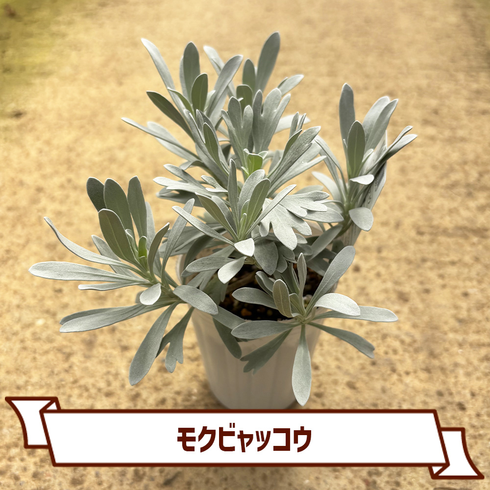 CoItanse's tweet photo. 今週のおすすめ20選①🌱

■初雪カズラ3号
■ヒューケラDスウィートプリンセス9cm
■モクビャッコウ 3号
■ヒューケラDアップルシブースト9cm

まだまだございます📷 

詳しくはこちら▼ https://t.co/ngJFjXacOI https://t.co/JSMZorwhCm