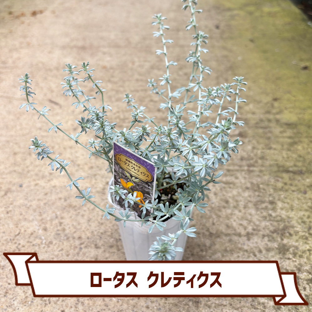 CoItanse's tweet photo. 今週のおすすめ20選②🌱

■ロータス クレティクス2.5号
■アルテルナンテラ F コタキナバル3.5号
■ニューサイラン・ピンクストライプ3号  
■アルテルナンテラ マウナケア2.5号

まだまだございます📷 

詳しくはこちら▼ https://t.co/ngJFjXacOI https://t.co/3amvTwuQPg