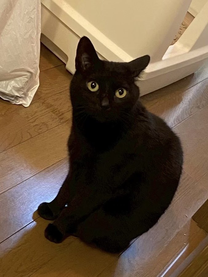 Ren_ilpleut's tweet photo. いつかみんなに紹介したかった私の愛猫 https://t.co/t7C4l8iIPi