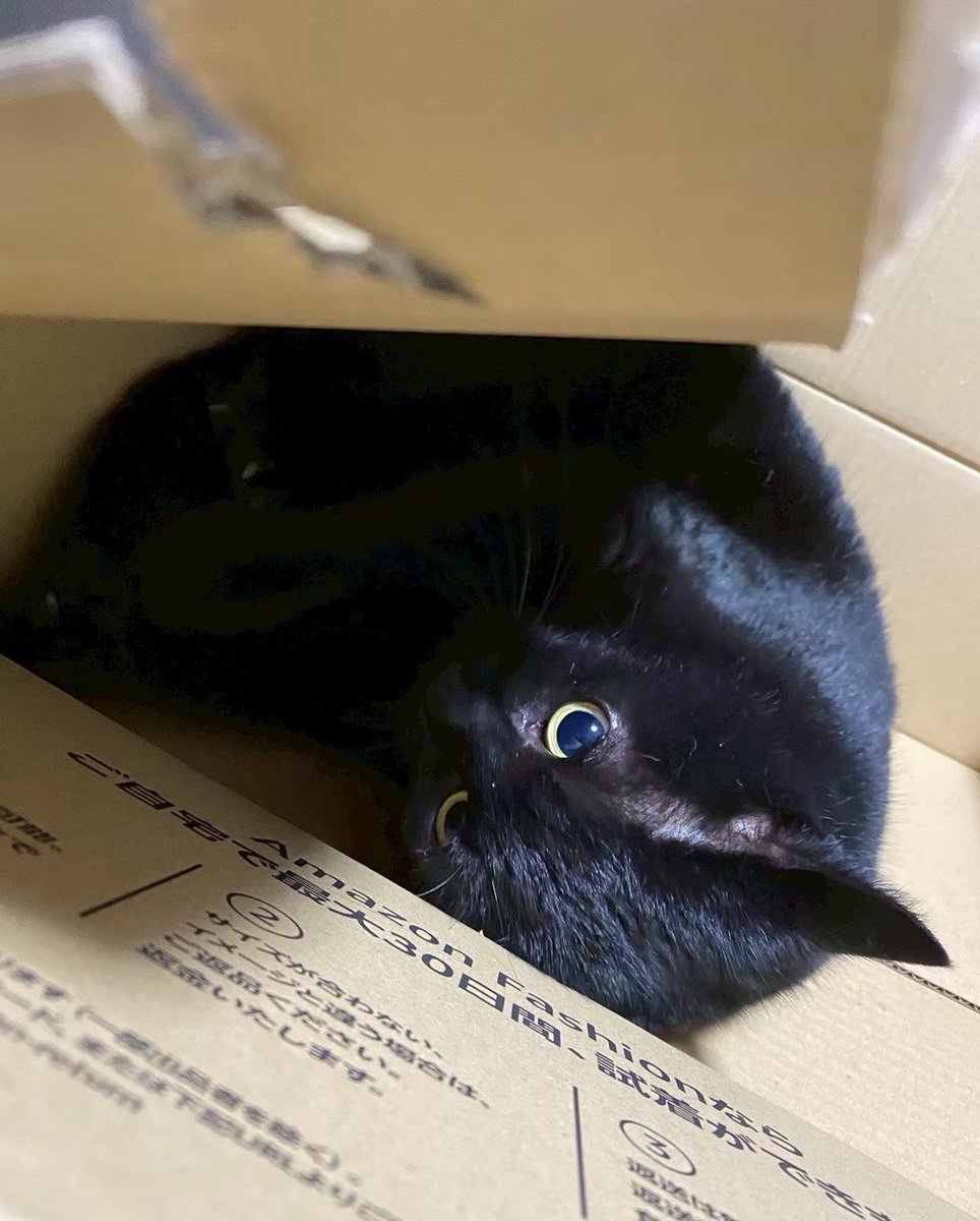 Ren_ilpleut's tweet photo. いつかみんなに紹介したかった私の愛猫 https://t.co/t7C4l8iIPi