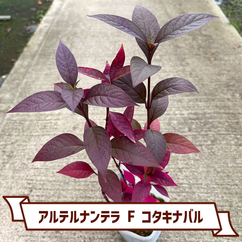 CoItanse's tweet photo. 今週のおすすめ20選②🌱

■ロータス クレティクス2.5号
■アルテルナンテラ F コタキナバル3.5号
■ニューサイラン・ピンクストライプ3号  
■アルテルナンテラ マウナケア2.5号

まだまだございます📷 

詳しくはこちら▼ https://t.co/ngJFjXacOI https://t.co/3amvTwuQPg
